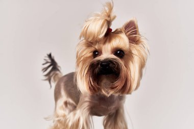 İzole edilmiş hayvanlar için küçük bir köpek saç stili.