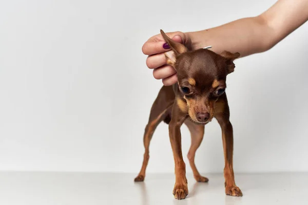 a small dog friend of human close-up isolated background