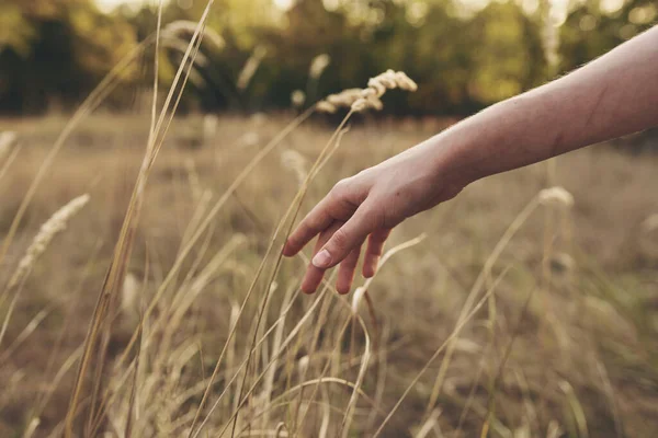 Weibliche Hand berührt die Pflanze im Feld aus nächster Nähe — Stockfoto