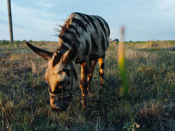 Zebra pascola nel prato mangiare erba safari parco animale Africa — Foto Stock