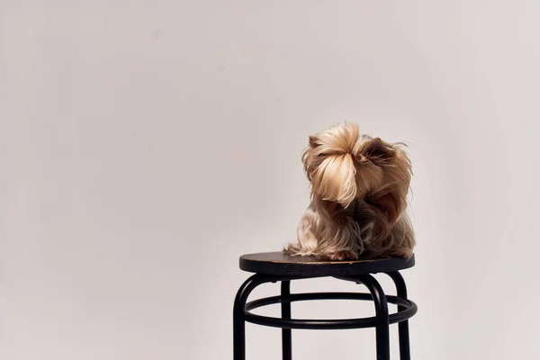 Anjing keturunan Yorkshire Terrier berpose latar belakang terisolasi — Stok Foto