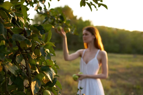 Mujer en vestido blanco en campo naturaleza frutas manzanas — Foto de Stock