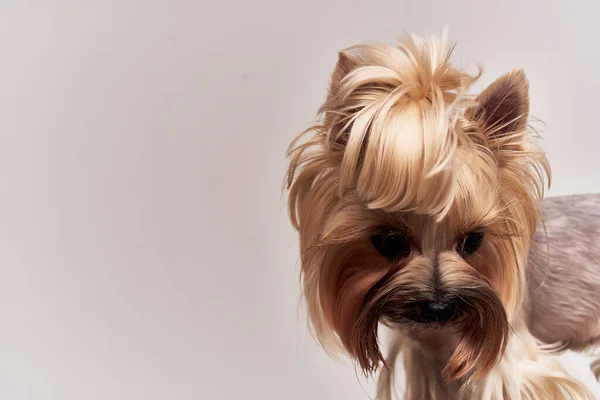 Pies Yorkshire Terrier stwarzające pojedyncze tło — Zdjęcie stockowe