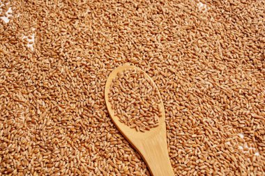 Tahıllar torbaya, yiyecekler doğal malzemeler ahşap arka plan.