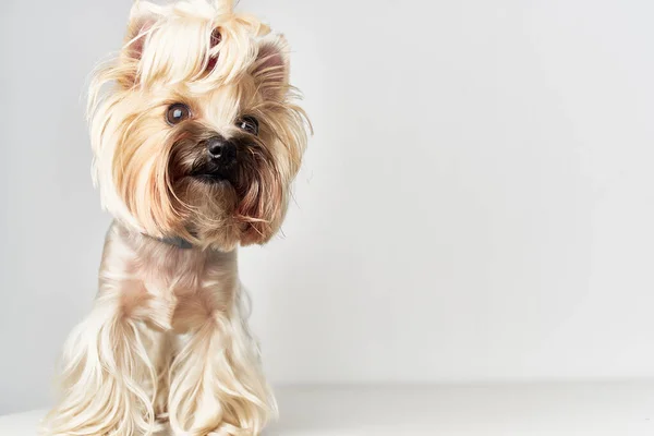 Mała fryzura psa dla zwierząt Studio — Zdjęcie stockowe