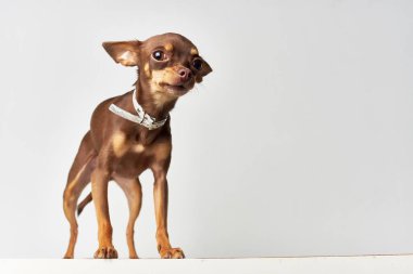 Küçük köpek memelileri, insan ışığı arkaplanı.