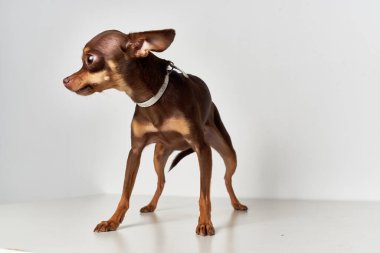  Chihuahua poz veriyor. Stüdyo izole edilmiş.