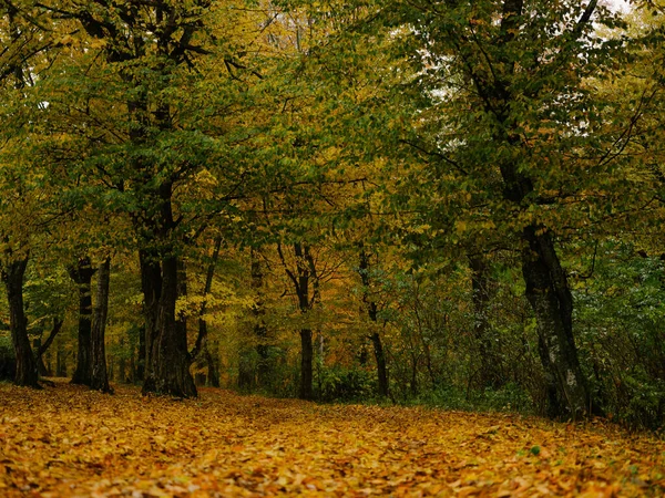 Jesień las drzewa natura piękno — Zdjęcie stockowe