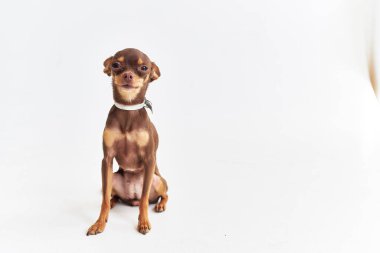 İnsan yakın çekim stüdyosunun küçük bir köpek arkadaşı.