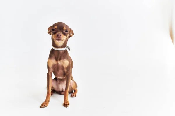 Un pequeño perro amigo de primer plano humano Studio — Foto de Stock