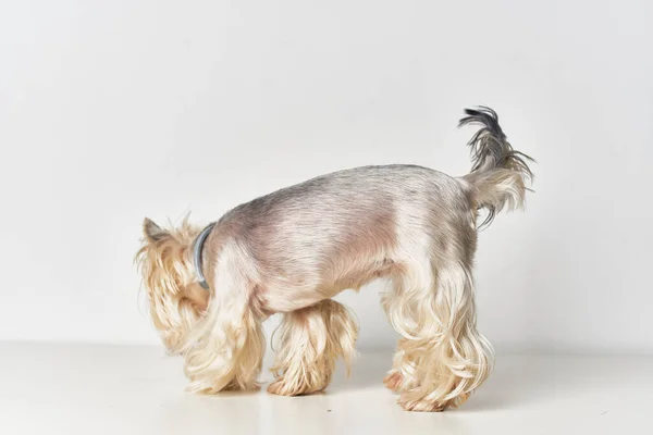 Hond Yorkshire Terrier poseren Studio — Stockfoto