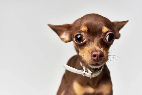 Kleiner Hund Ahnentafel niedlich aus nächster Nähe — Stockfoto
