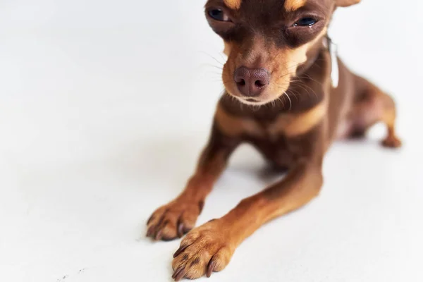 血統犬Chihuahuaポーズ隔離された背景 — ストック写真