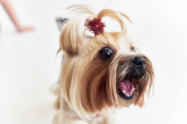 Yorkshire Terrier mamíferos amigo de la luz humana fondo — Foto de Stock