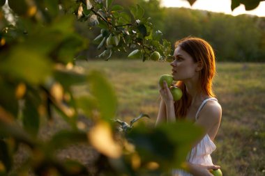 Beyaz elbiseli kadın, bir doğa tarlasında ağaçtan elma topluyor.