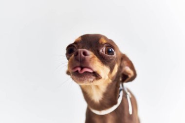 Chihuahua Stüdyo ışığı arka planında poz veriyor