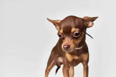Chihuahua memelilerinin insan ışığı geçmişi olan bir dostu.