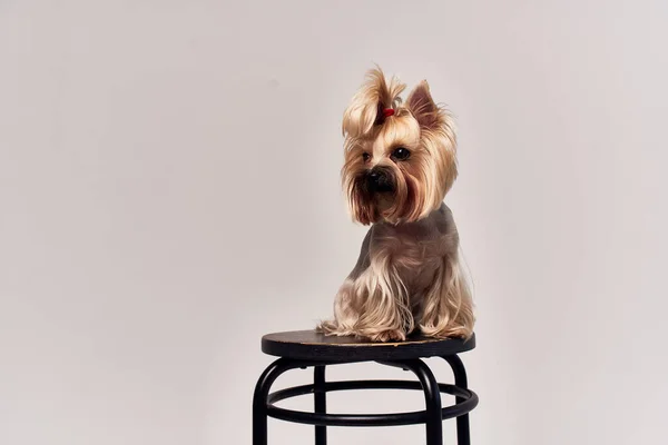 Hond Yorkshire Terrier poseren geïsoleerde achtergrond — Stockfoto