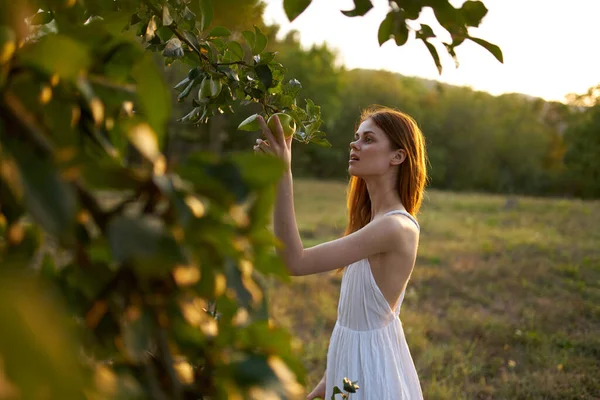 女人在夏天的果园里从树上摘苹果 — 图库照片