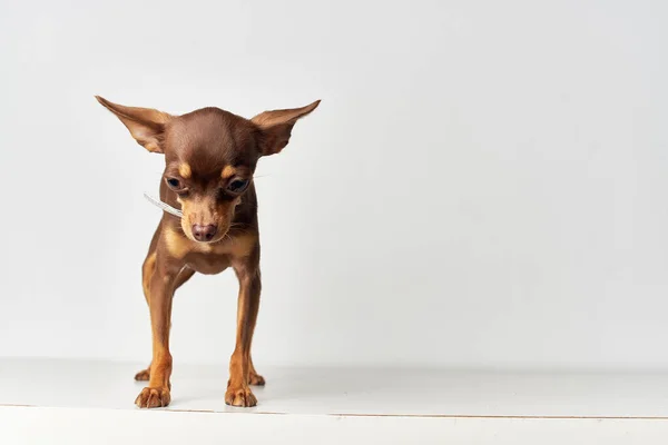 小さな犬の血統かわいい一見孤立した背景 — ストック写真