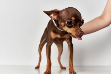 Küçük köpek poz veriyor Stüdyo izole edilmiş arka plan