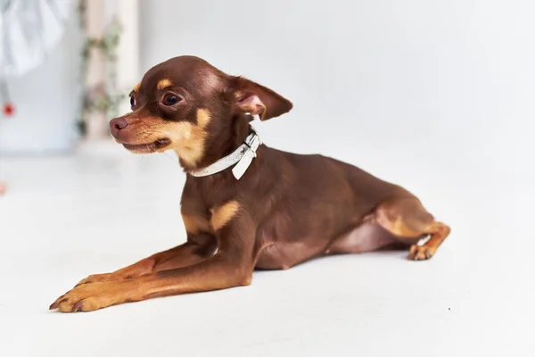小さな犬Chihuahua孤立した背景をポーズ — ストック写真