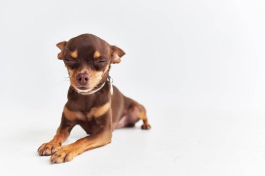 köpek chihuahua izole edilmiş arka plan