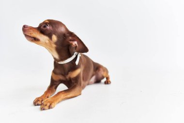 Küçük bir köpek yavrusu bakım stüdyosu.