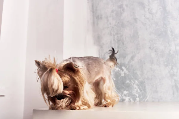 Kleine hond binnenlandse verzorging geïsoleerde achtergrond — Stockfoto
