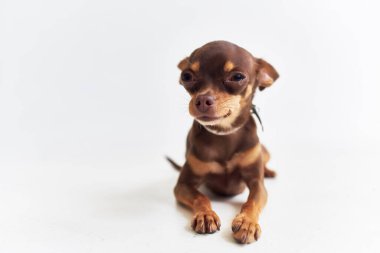 İzole bir arka plan oluşturan küçük bir köpek chihuahua.