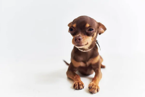 小さな犬Chihuahua孤立した背景をポーズ — ストック写真