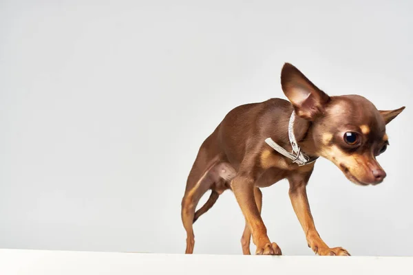 İnsanların yakın plan ışık arkaplanının küçük bir köpek arkadaşı. — Stok fotoğraf