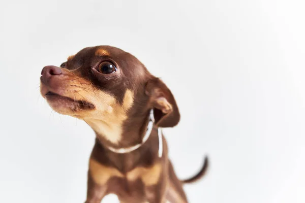 Chihuahua mammifères ami d'origine humaine isolée — Photo