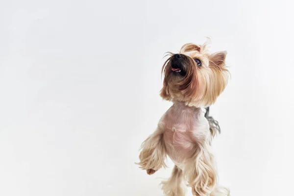 Hondenkapsel voor dieren Studio — Stockfoto
