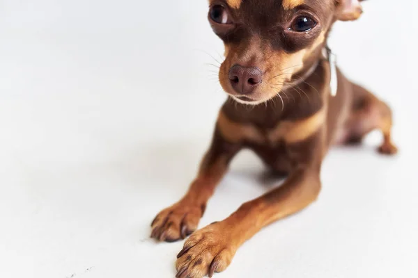 血統犬の子犬のグルーミング隔離された背景 — ストック写真