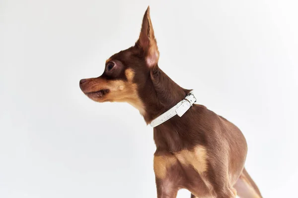 Γενεαλογικό σκυλί chihuahua θέτοντας Studio — Φωτογραφία Αρχείου