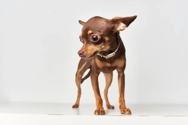 Pequeño perro mamíferos amigo del primer plano humano — Foto de Stock