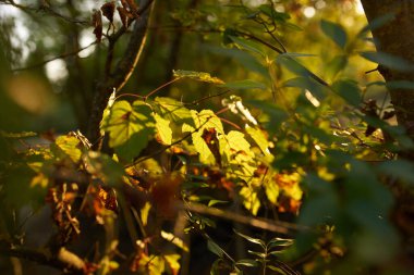 Yeşil ağaçlar yaz mevsimini terk eder.