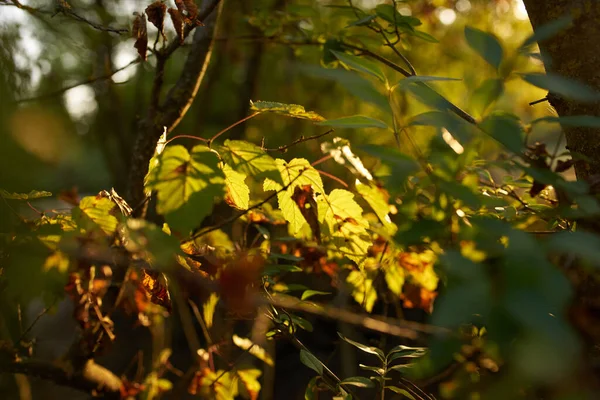 Yeşil çalılar doğaya yakın.