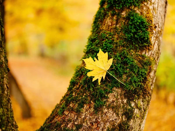 Jesień liście natura las flora — Zdjęcie stockowe