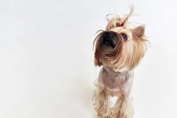 Hond huisdier puppy verzorgen Studio — Stockfoto