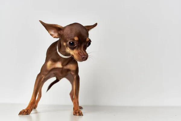 Pequeño perro mamíferos amigo de humano aislado fondo — Foto de Stock