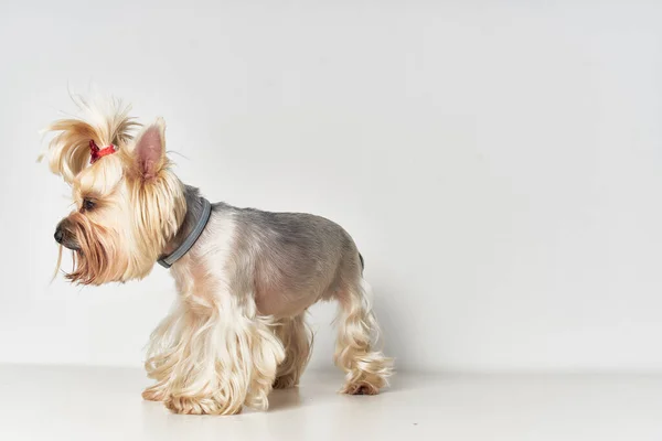 Yorkshire Terrier mamíferos amigo de fundo isolado humano — Fotografia de Stock