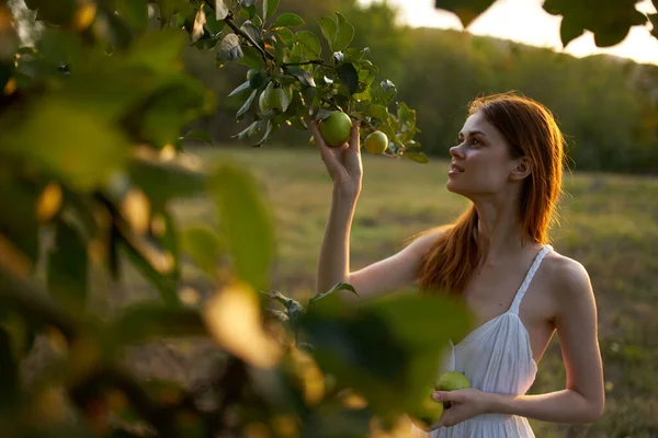 Mujer en vestido blanco recoge manzanas en frutas de la naturaleza — Foto de Stock