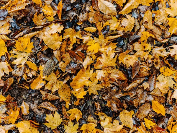 Hojas amarillas en el suelo bosque otoñal naturaleza de primer plano — Foto de Stock