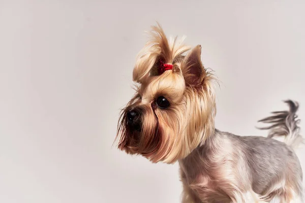 Un pequeño perro Yorkshire Terrier posando fondo aislado — Foto de Stock