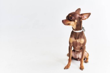 İzole bir arka plan oluşturan küçük bir köpek chihuahua.