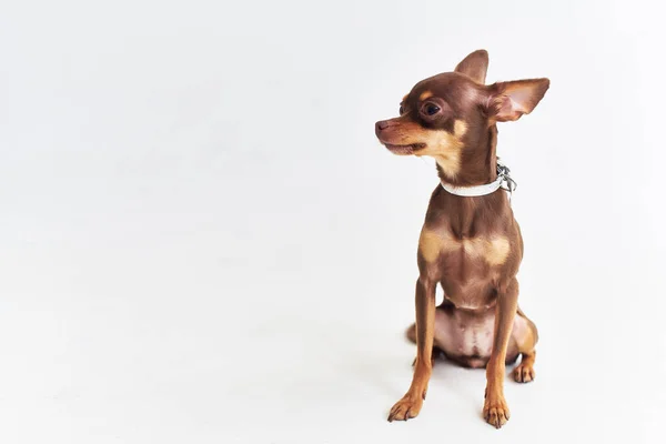Um pequeno cão chihuahua posando fundo isolado — Fotografia de Stock