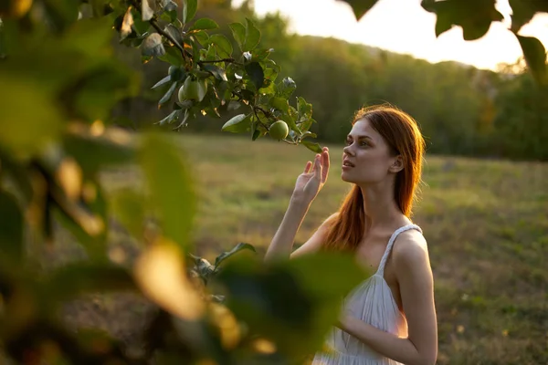 Kvinna plockar äpplen från träd frukt natur — Stockfoto