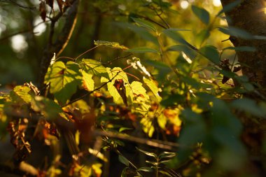 Yeşil ağaçlar yaz mevsimini terk eder.